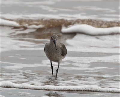 Willet 2.jpg