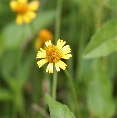 Creeping Spot-Flower