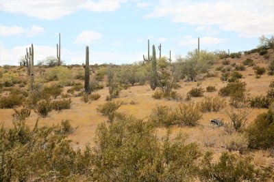 Sonoran Desert National Monument