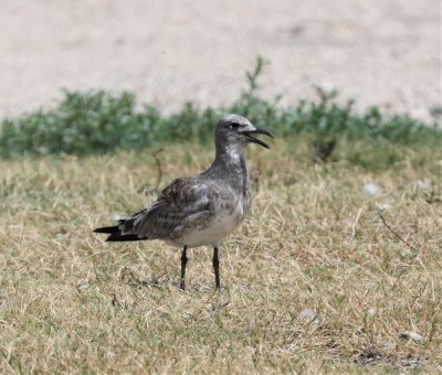 Young Laughing Gull