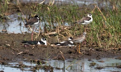 Black-necked Stilts and Yellow Legs