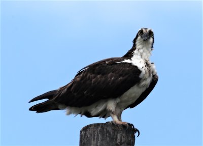 Osprey