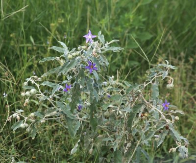 Silverleaf Nightshade