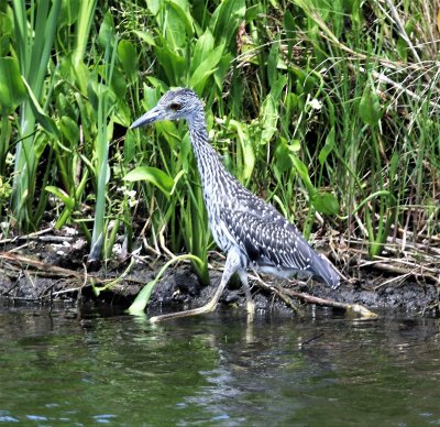 Yesterday at the San Bernard National Wildlife Refuge 