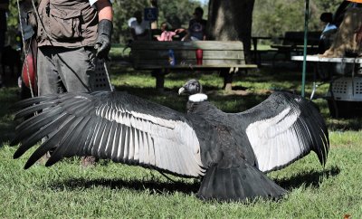 Andean Condor