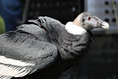 Andean Condor