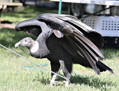 Andean Condor