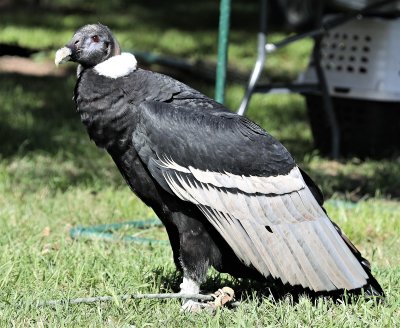 Andean Condor