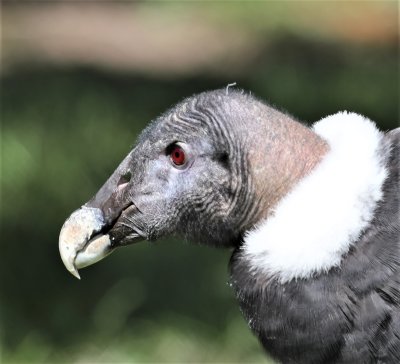 Andean Condor