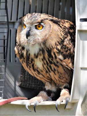 Eurasian Eagle Owl