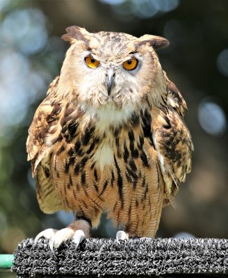 Eurasian Eagle Owl