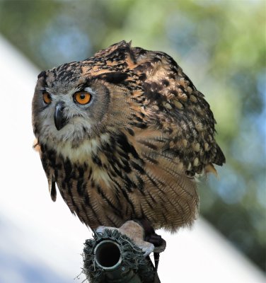 Eurasian Eagle Owl
