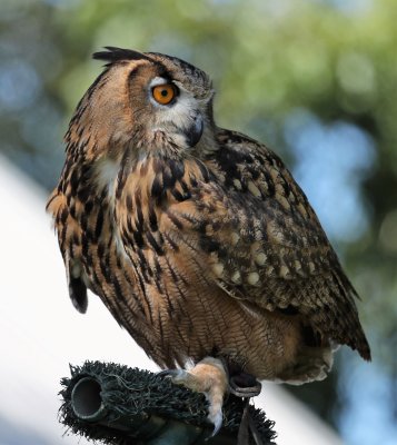 Eurasian Eagle Owl