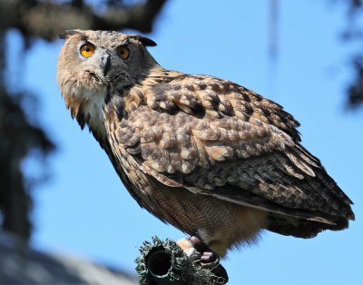 Eurasian Eagle Owl