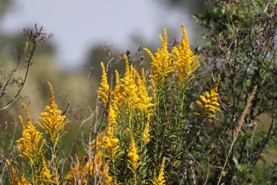 Goldenrod