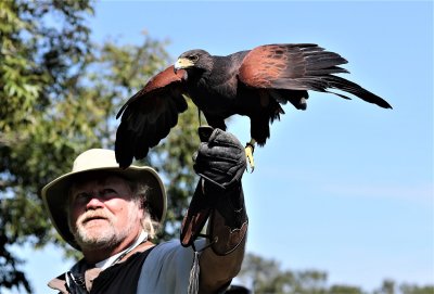 Harris Hawk