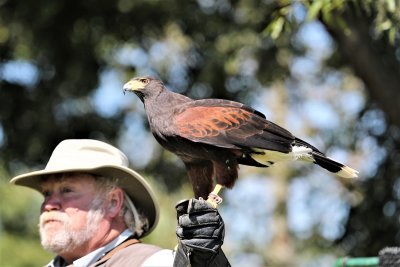 Harris Hawk