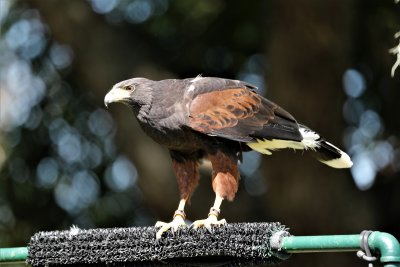 Harris Hawk