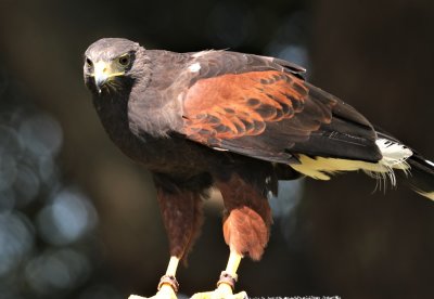 Harris Hawk