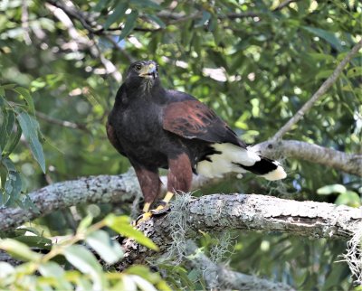 Harris Hawk