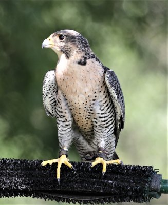 Peregine Falcon