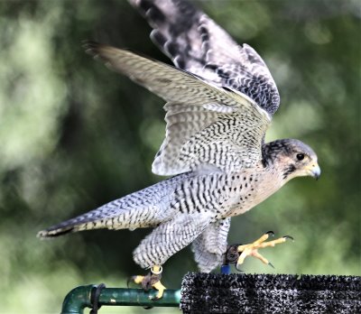 Peregine Falcon