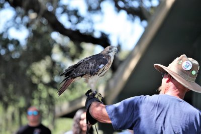 Red-tailed Hawk