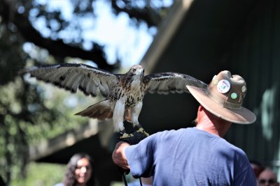 Red-tailed Hawk 2.jpg