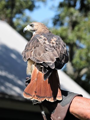 Red-tailed Hawk