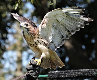 Red-tailed Hawk