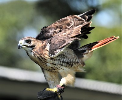 Red-tailed Hawk