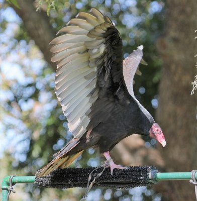 Turkey Vulture