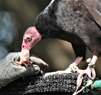 Turkey Vulture