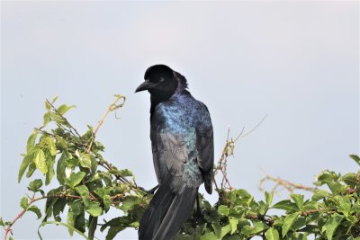 Boat-tailed Grackle