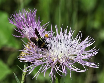 Bee and Basket Flower 1.jpg