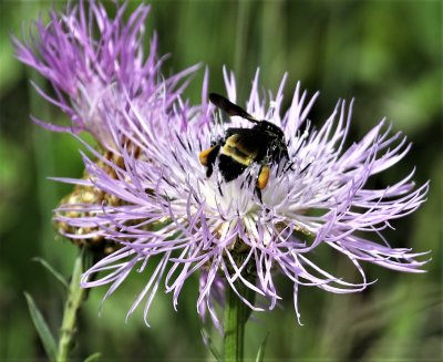 Bee and Basket Flower 2.jpg