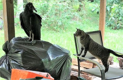 Black Vulture and my Cat.jpg