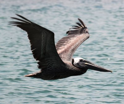 Brown Pelican 2.jpg