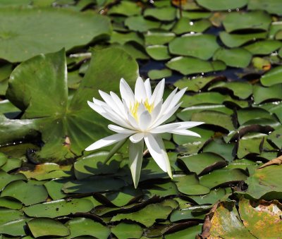 Fragrant Water Lilly.jpg