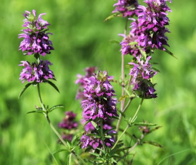 Lemon Bee Balm.jpg