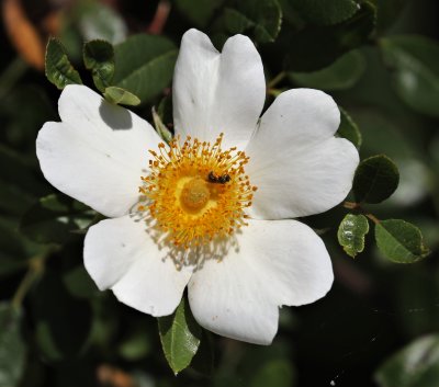 Macartney Rose.jpg