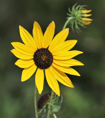 Maximilian Sunflower.jpg