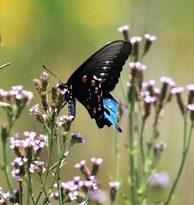 Pipe-vine Swalloptail 5.jpg