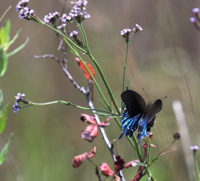 Pipe-vine Swallowtail 2.jpg