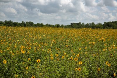 Sunflowers.jpg