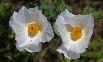 White Prickly Poppy.jpg