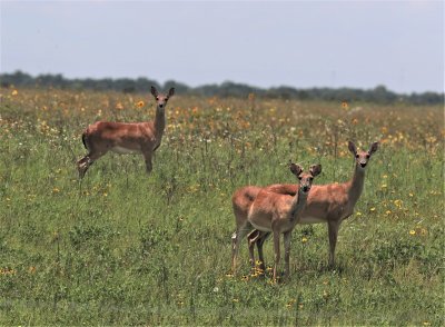 White Tails 1.jpg