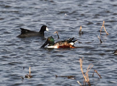American Coot and Northern Shoveler