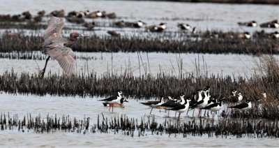 Reddish Egret, Black-necked Stilts, and Blue-winged Teals. Northern Shoveler Ducks in the background