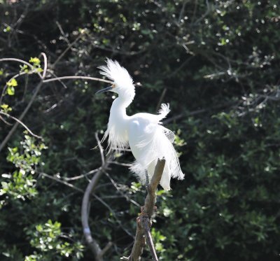Snowy Egret-Mating Plumage